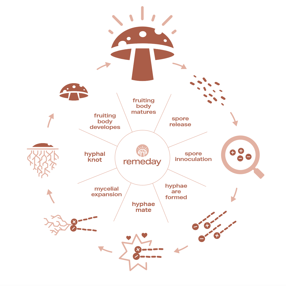 Understanding The Mushroom Life Cycle Mycelium Vs Fruiting Body 1334